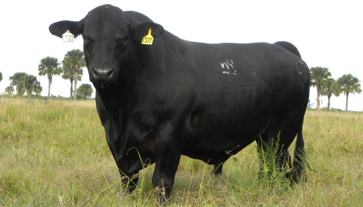 Порода Вагю Быков