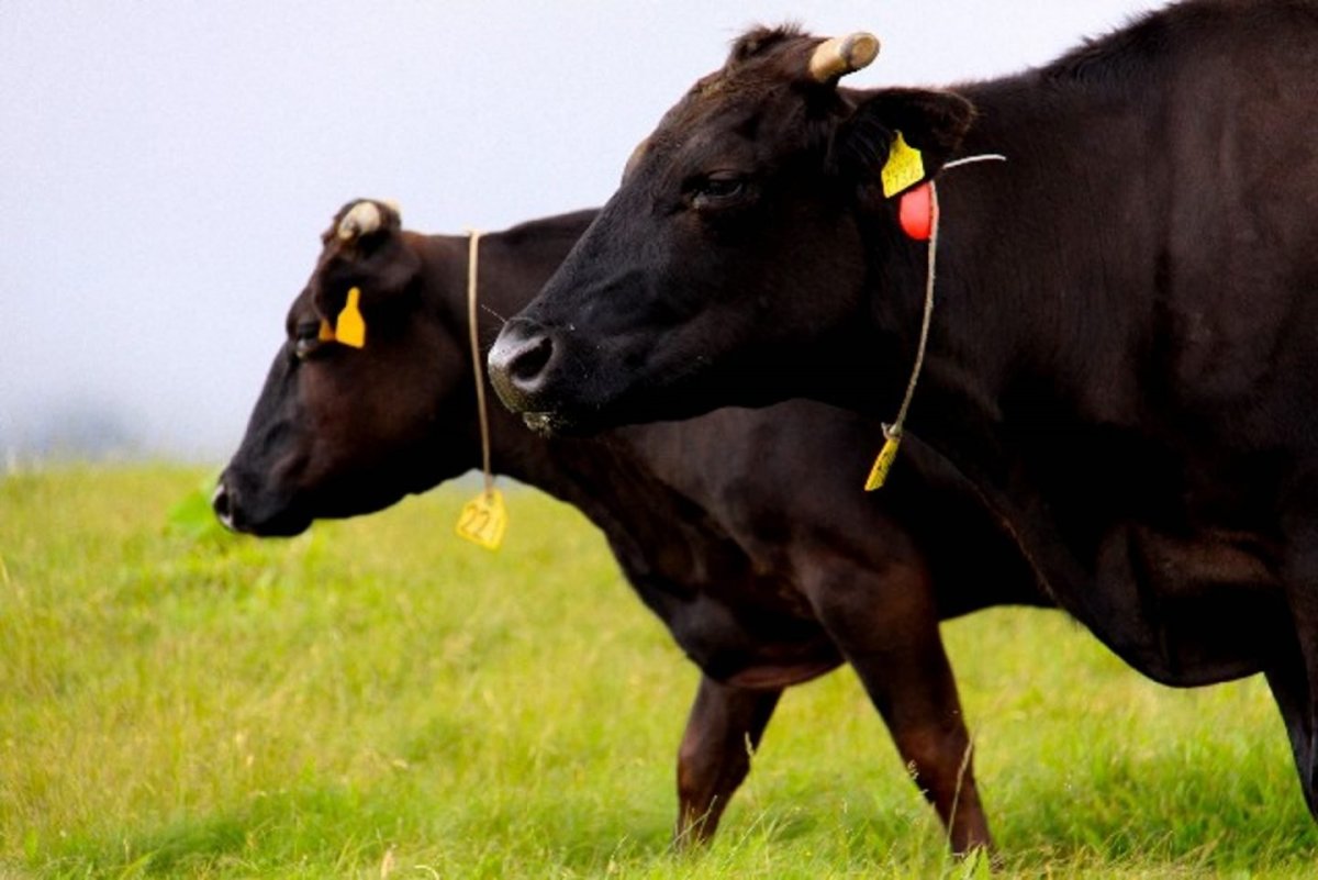 Вагю порода коров