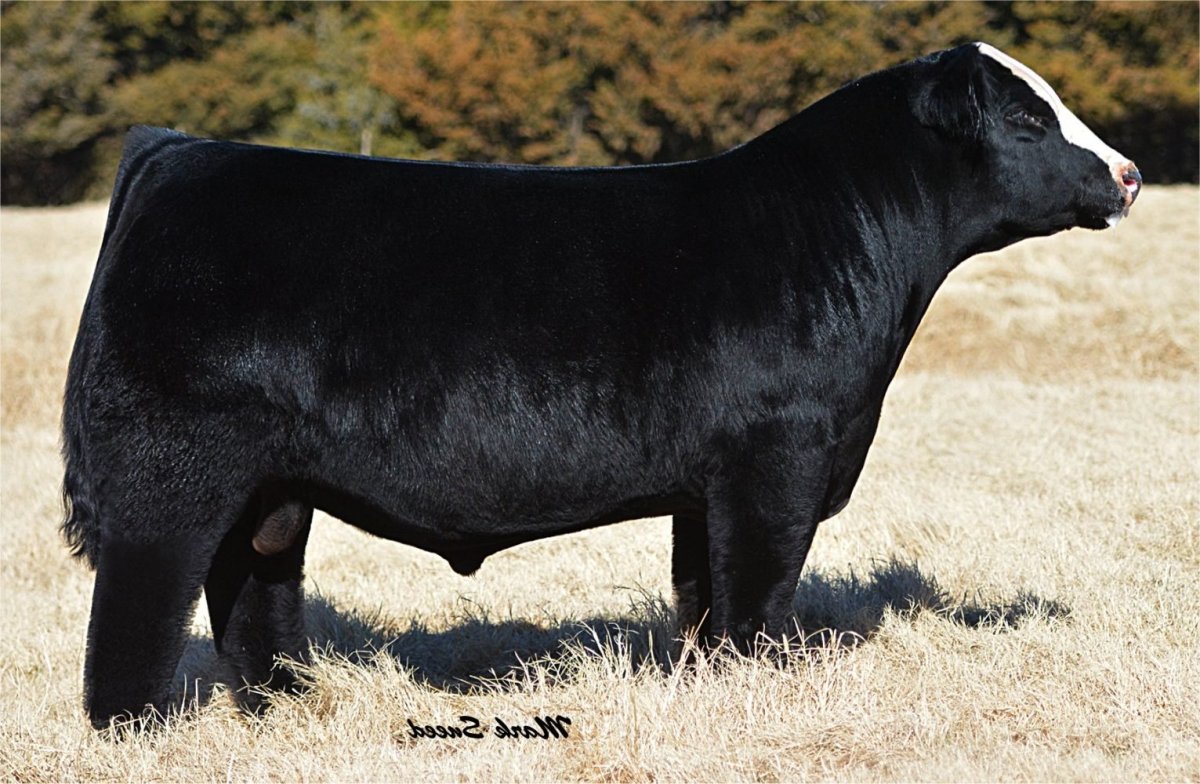 Квадратная корова