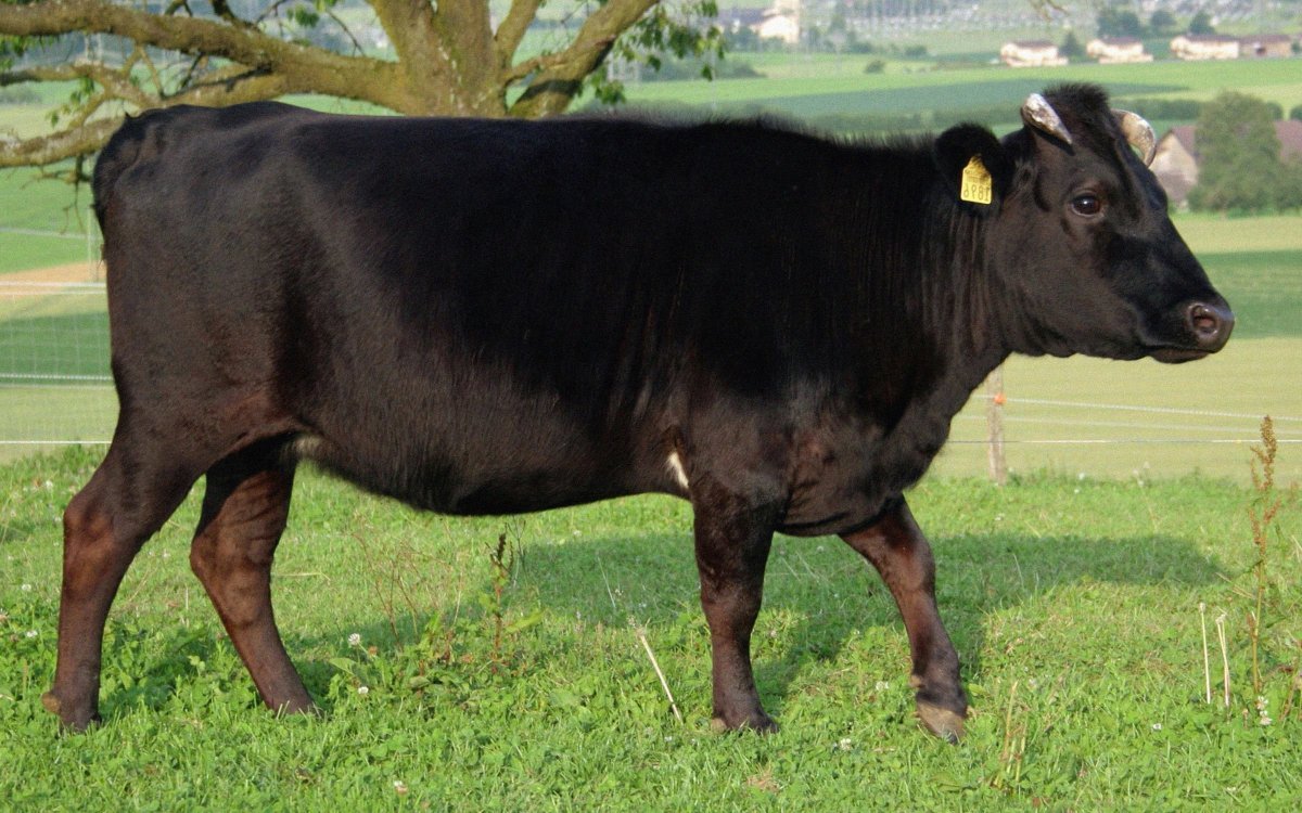 Вагю корова корова