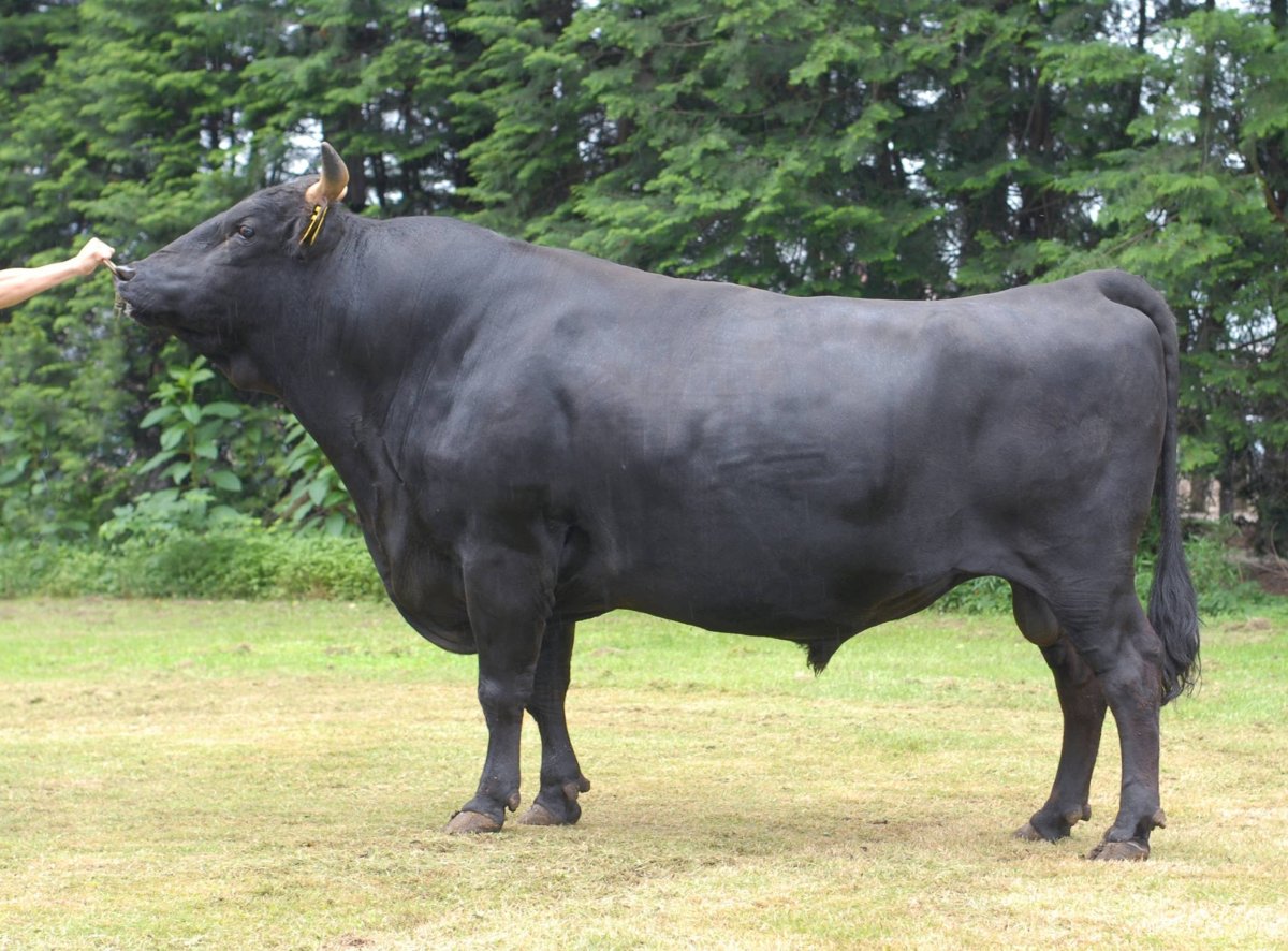 Подвешенные коровы для мраморной говядины