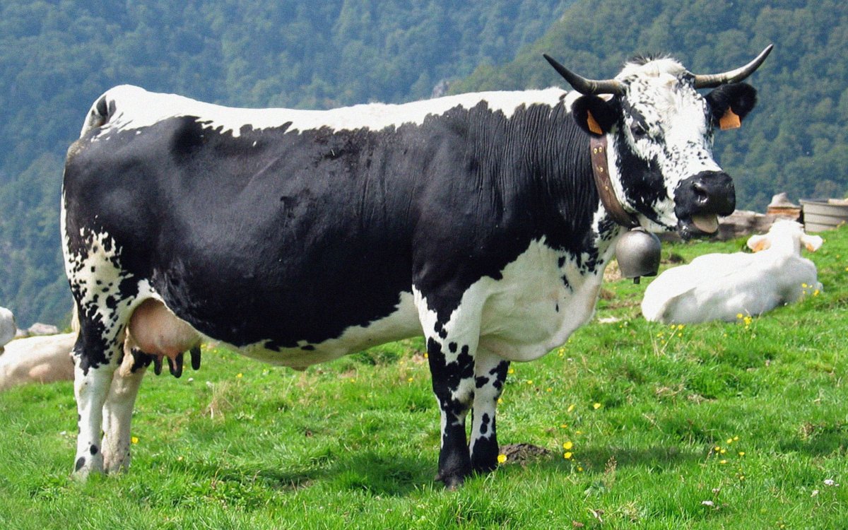 Порода коровы с белой полосой