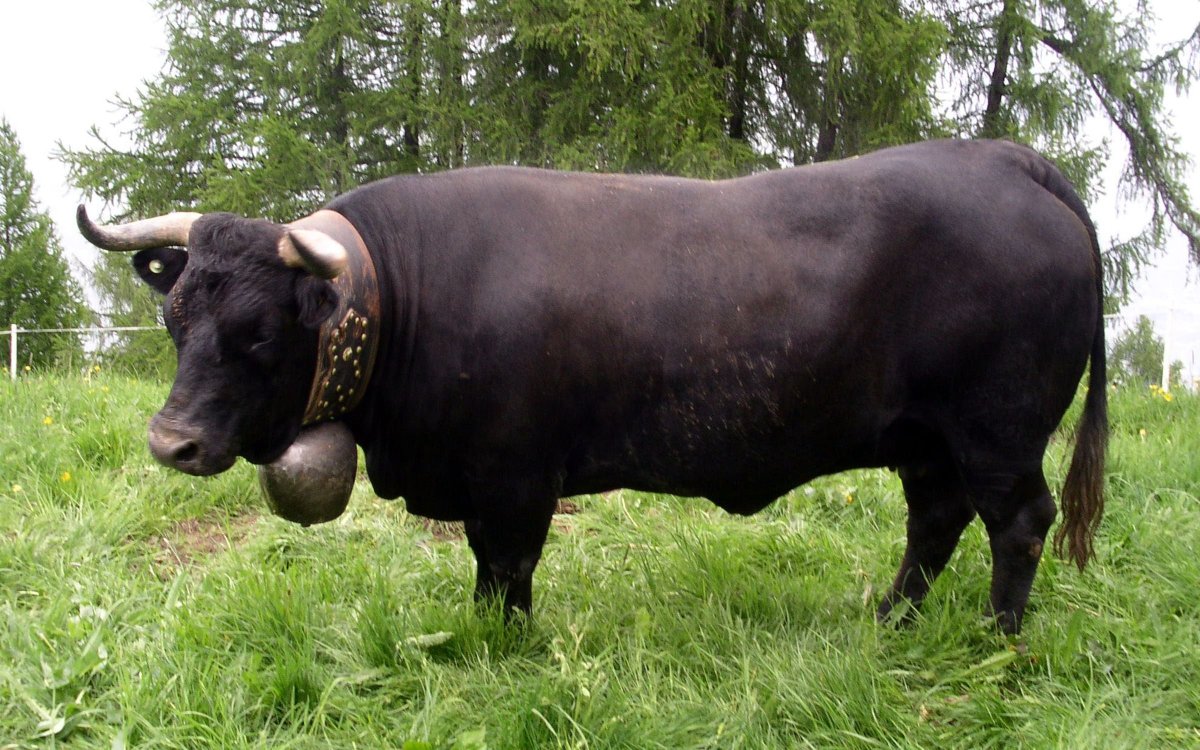 Ангус букалар