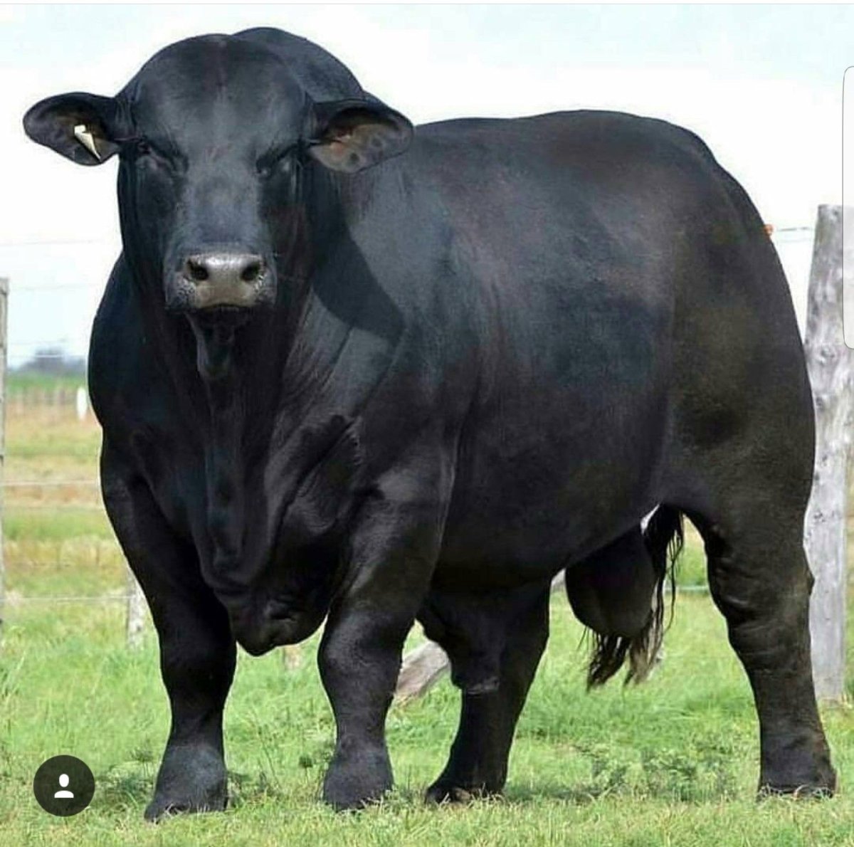 Вагю порода коров