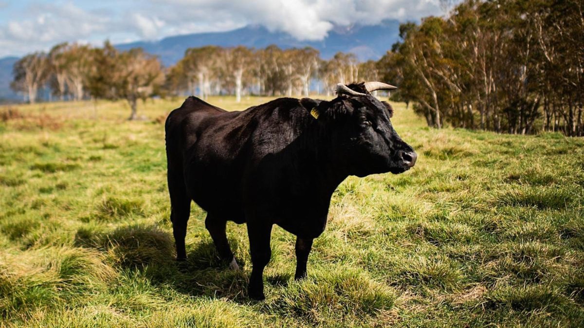 Вагю корова