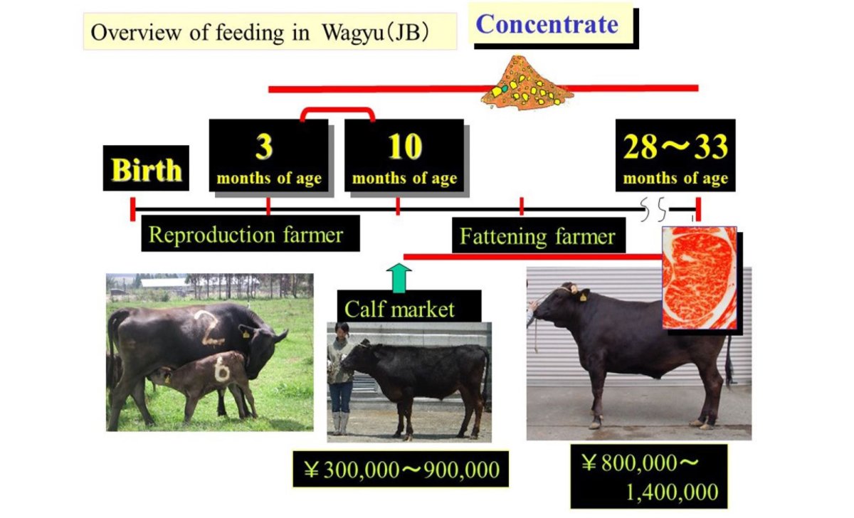 Живой Вагю бык