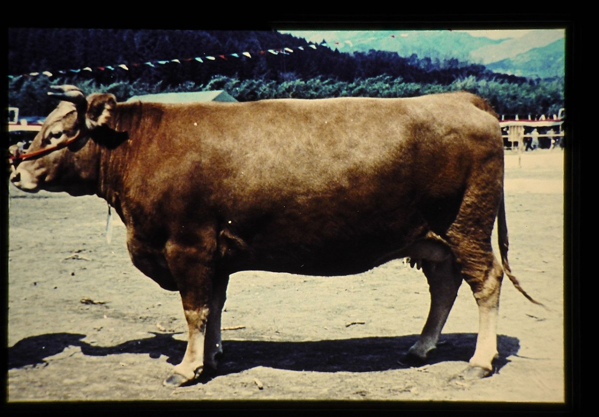 Вагю порода коров