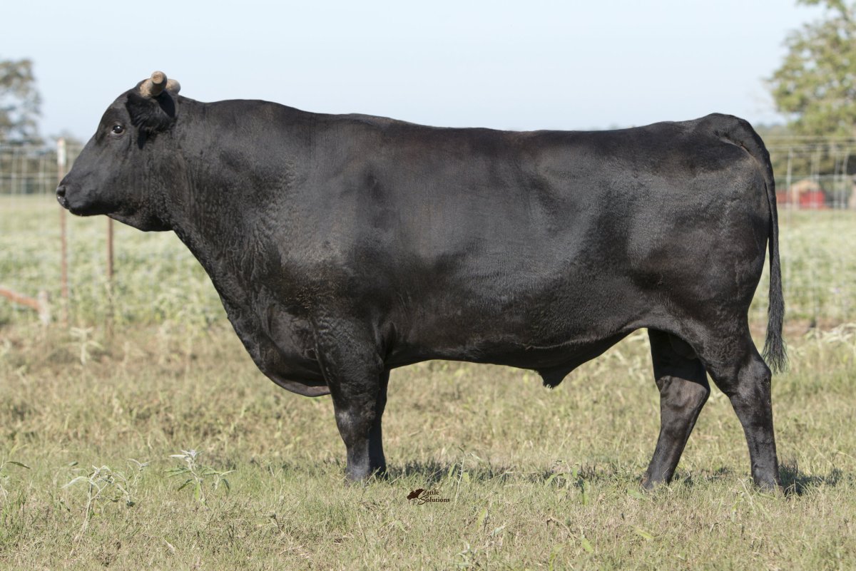 Брангус порода коров