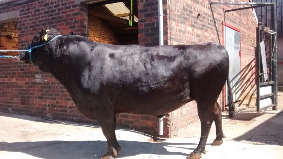 Корова Абердин Ангус