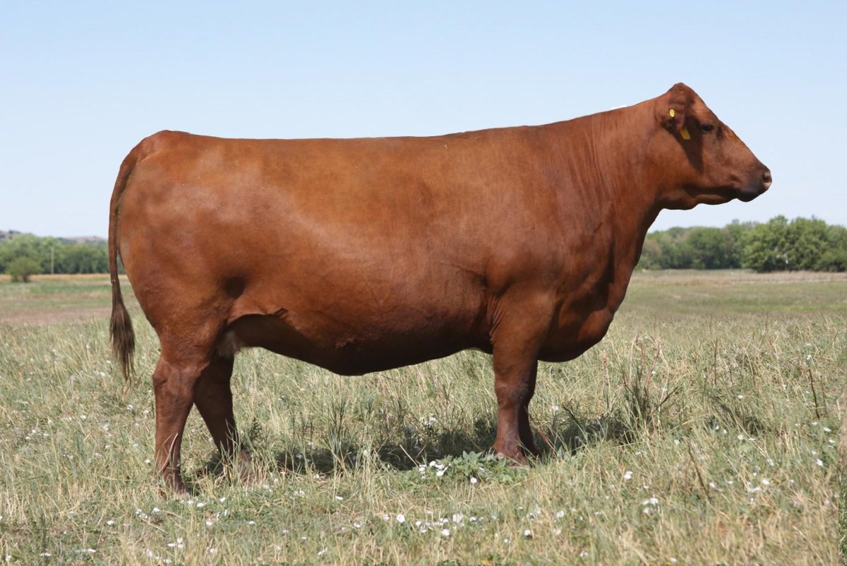 Розовый Ангус