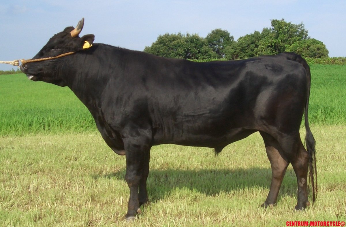 Порода Вагю Быков