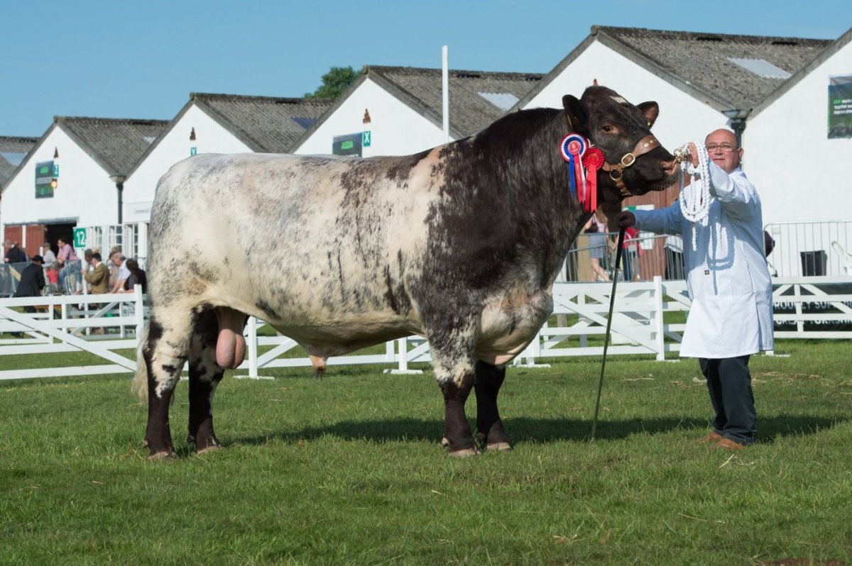 Японская корова Вагю