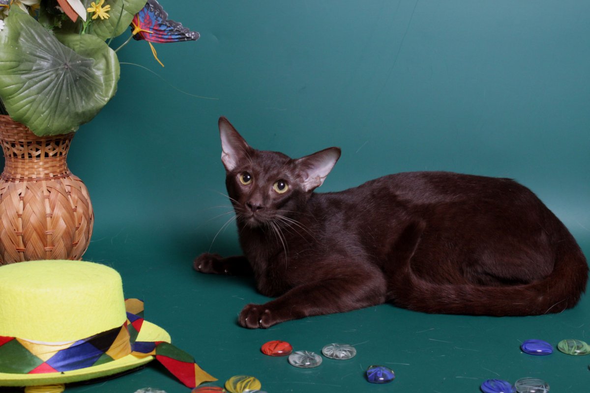 Ориентал окрас Гавана