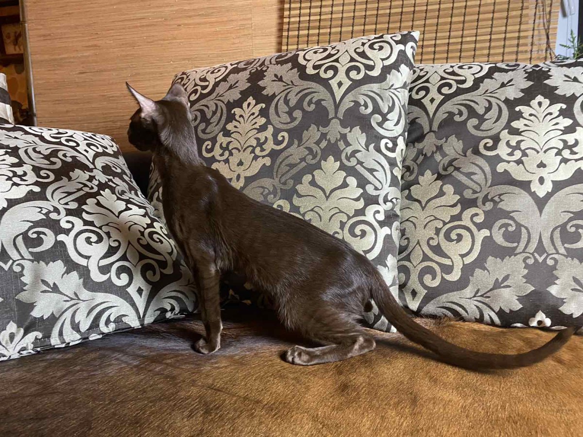 Ориентальная кошка с открытым ртом