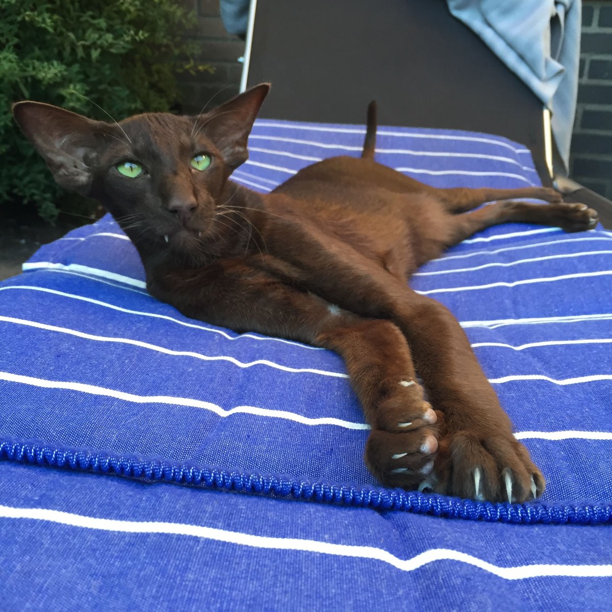 Египетская Ориентальная кошка