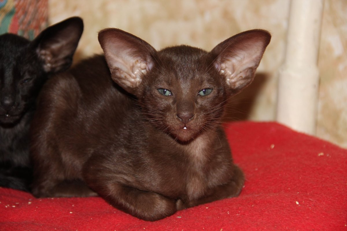 Ориентальный кот грузин