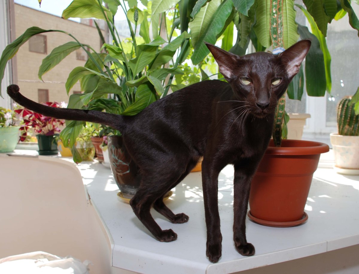 Ориентальная кошка вампир