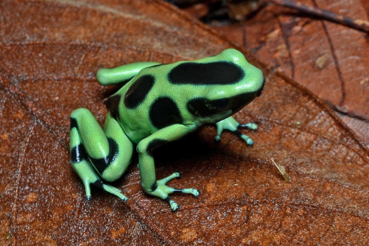 Ядовитые лягушки Турции