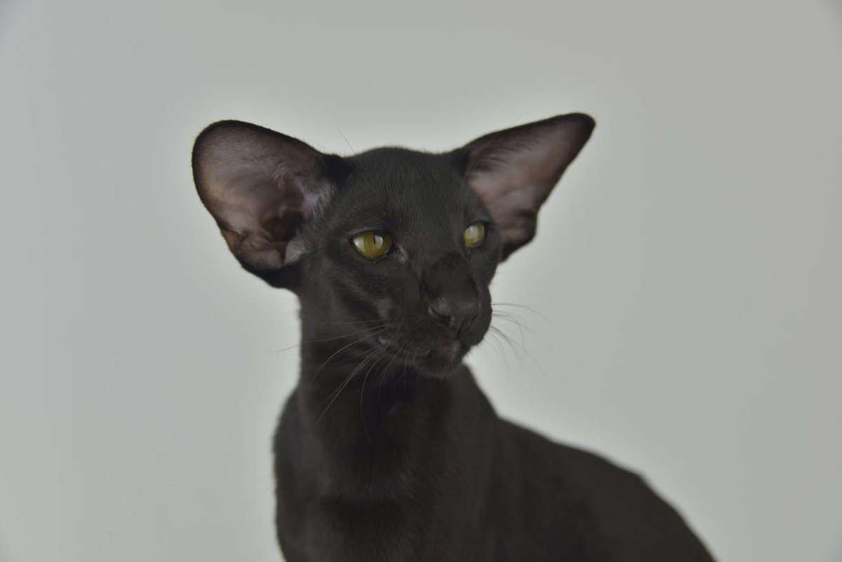 Ориентальная кошка Гавана