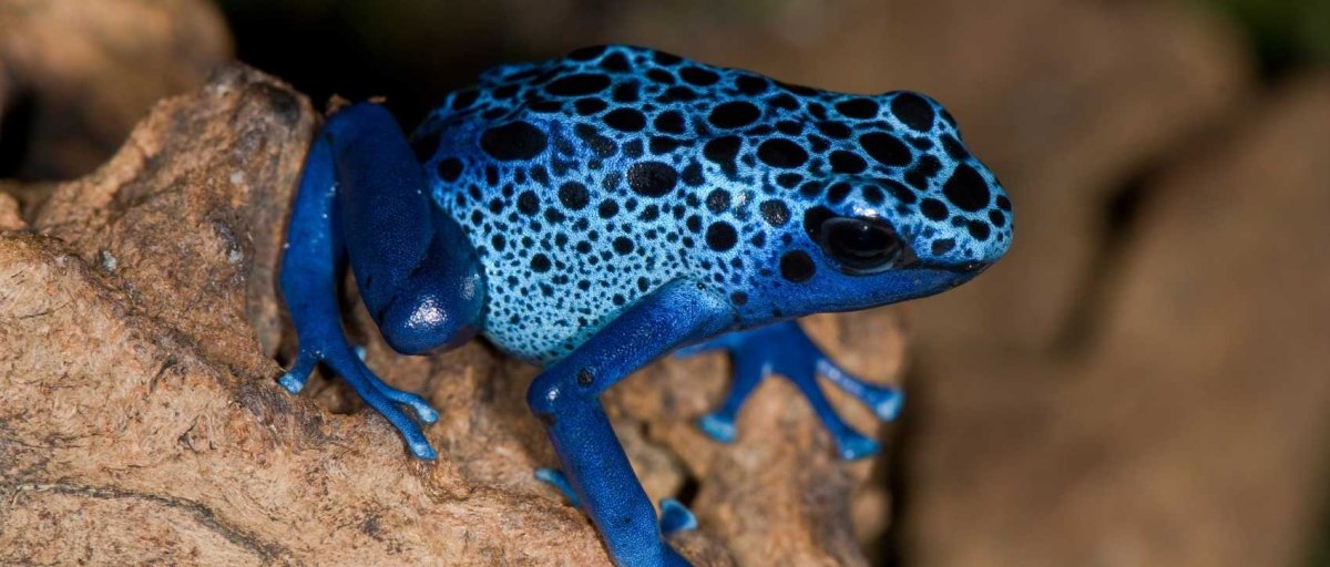 Пятнистый древолаз