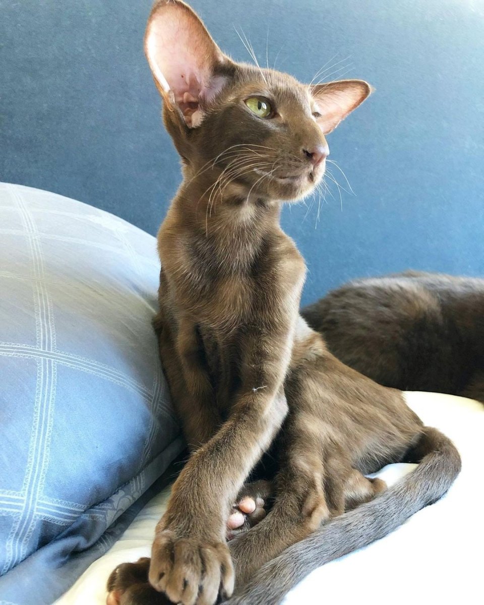 Порода кошек Ориентал Гавана