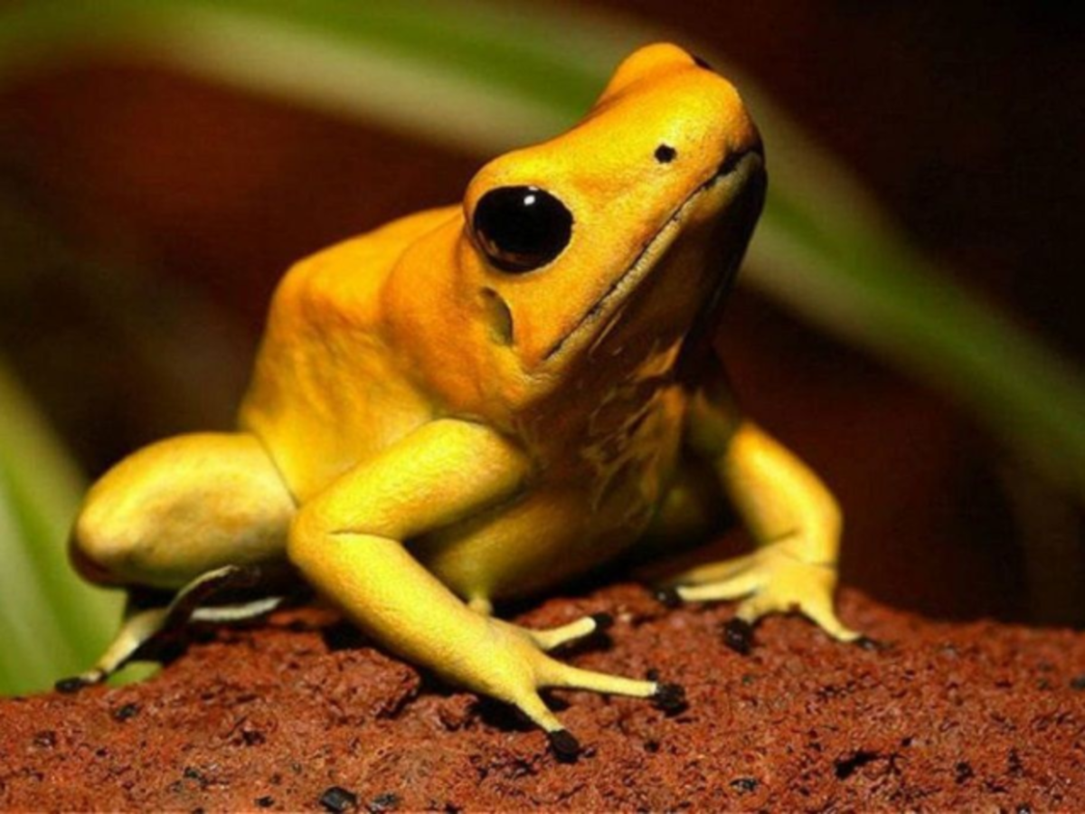 Квакша древолаз