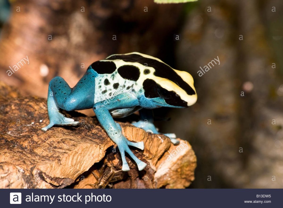 Лягушка ядовитый дротик