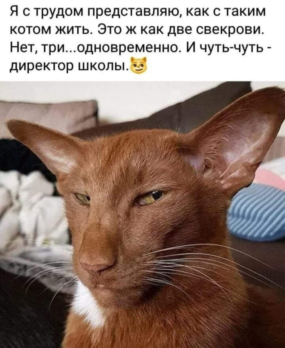 Ориентал окрас Гавана