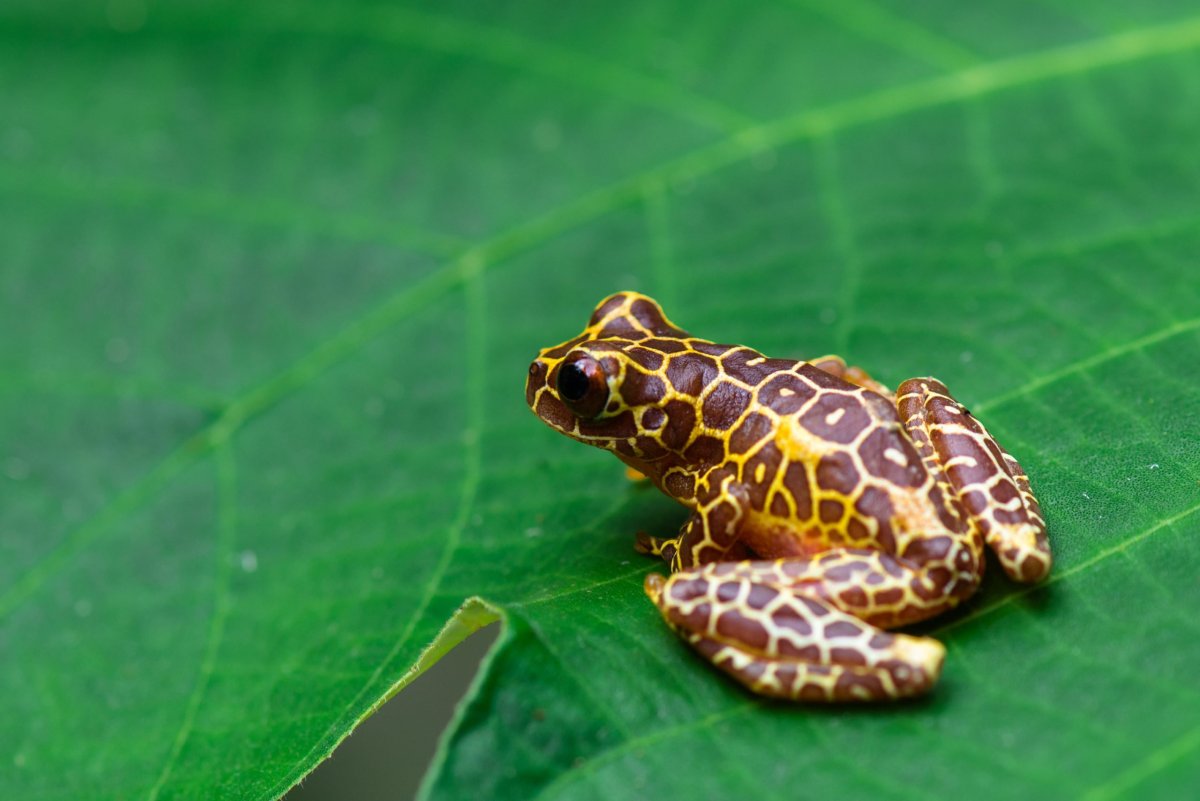 Остромордая лягушка голубая