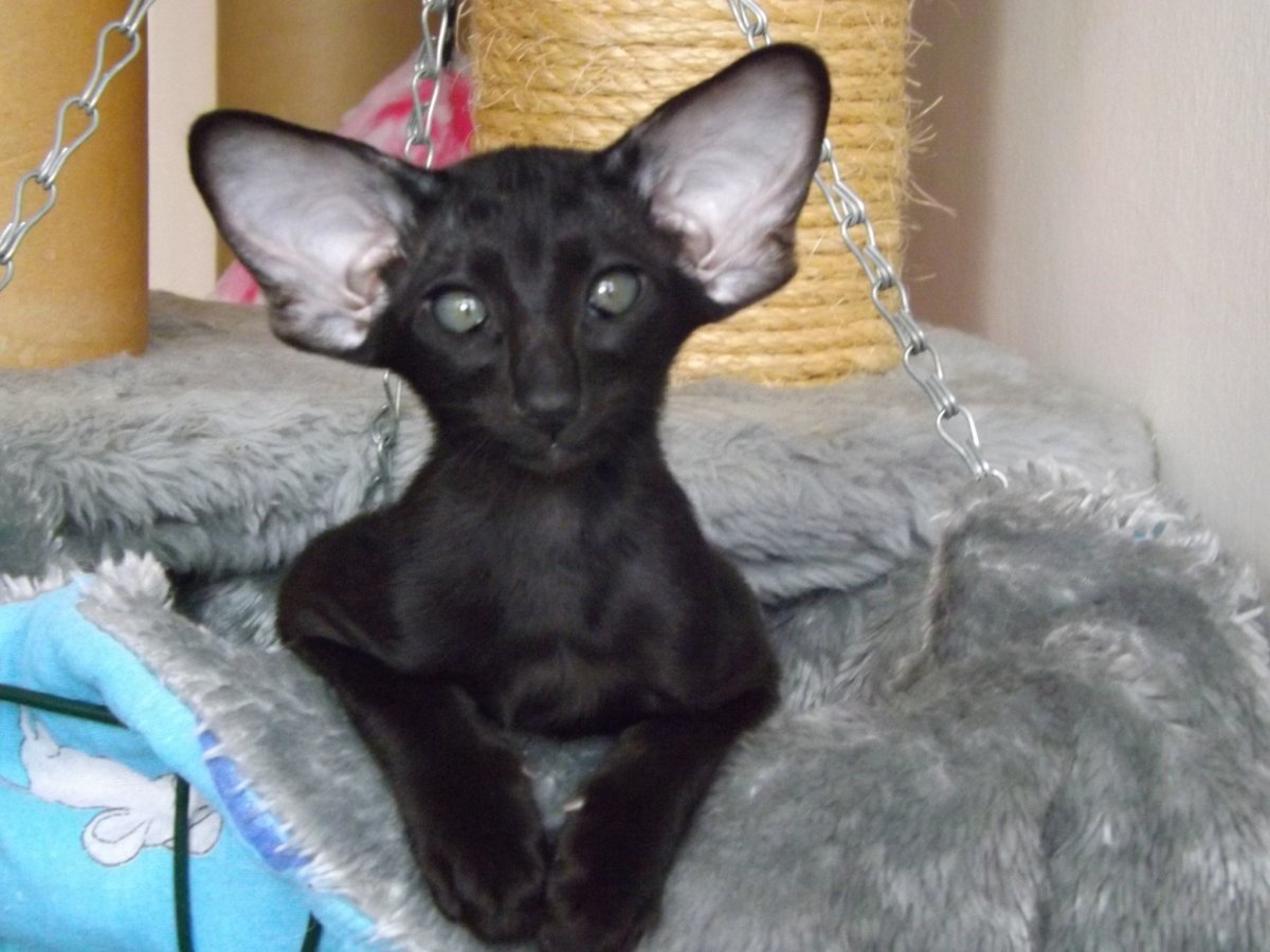 Кот грузин порода Ориентал