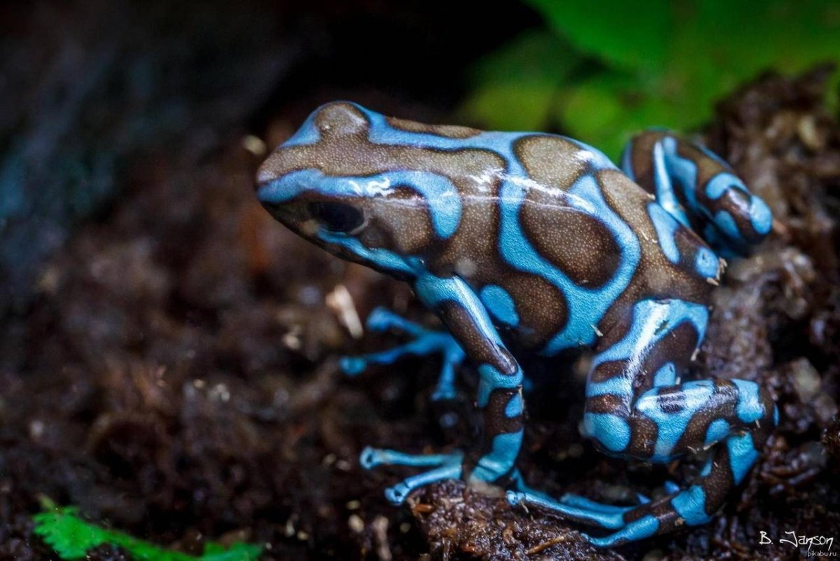 Лягушка Арлекин Коста Рика