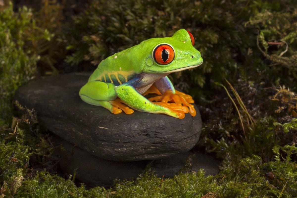 Квакша древолаз