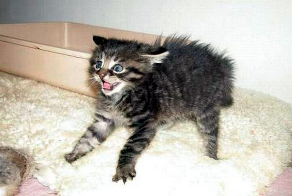 Испуганный кот шерсть дыбом