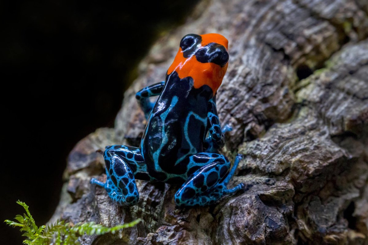 Лягушка синяя с пятнами