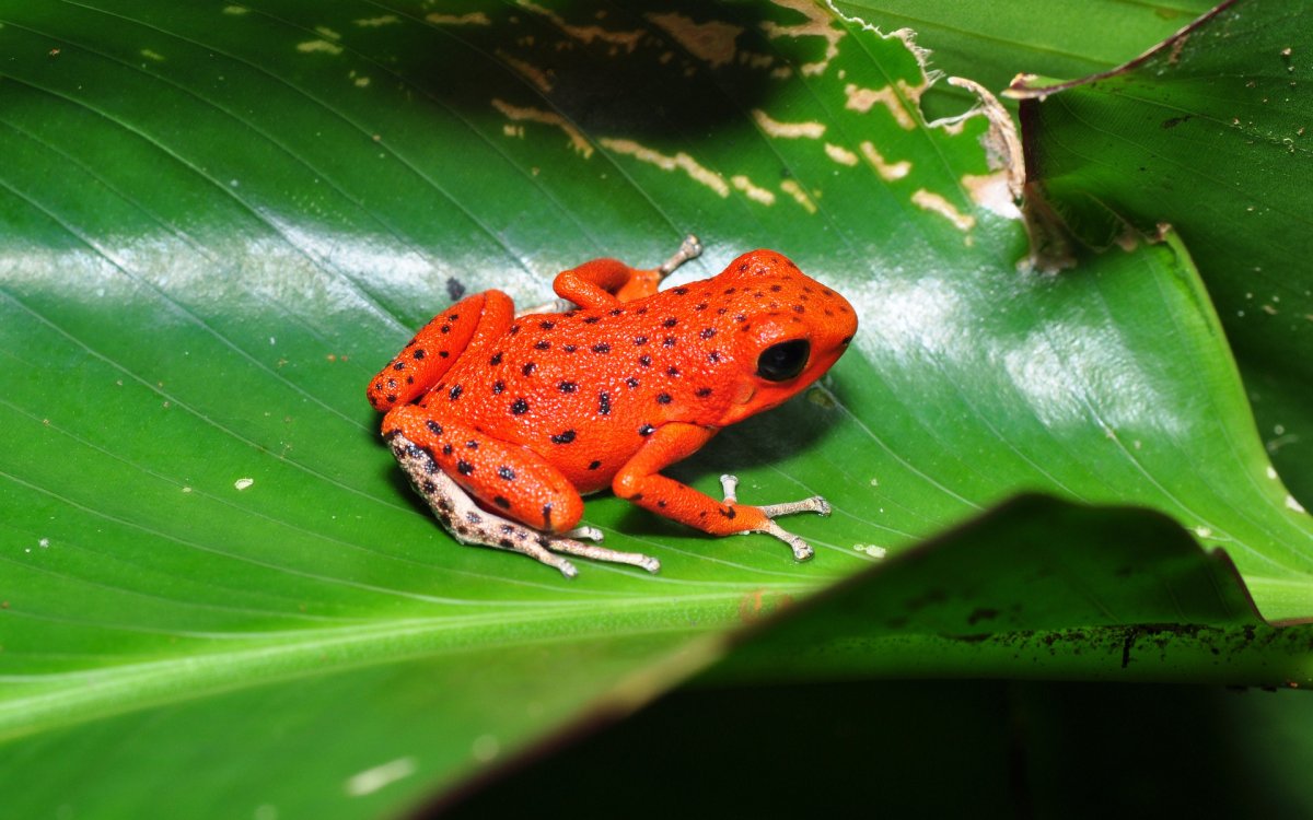Atelopus zeteki
