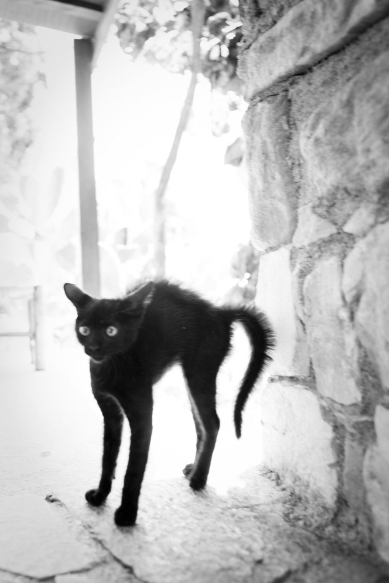 Черная кошка шерсть дыбом