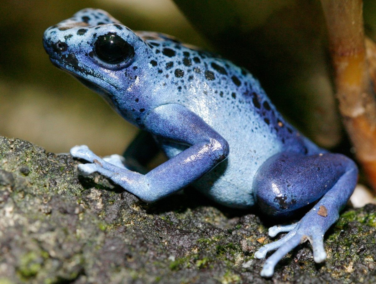 Священный древолаз