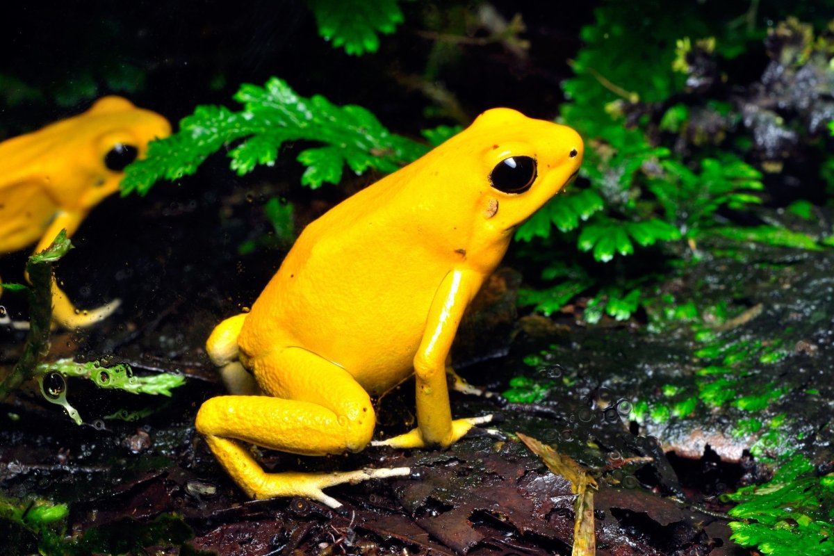 Лягушка древолаз зеленая