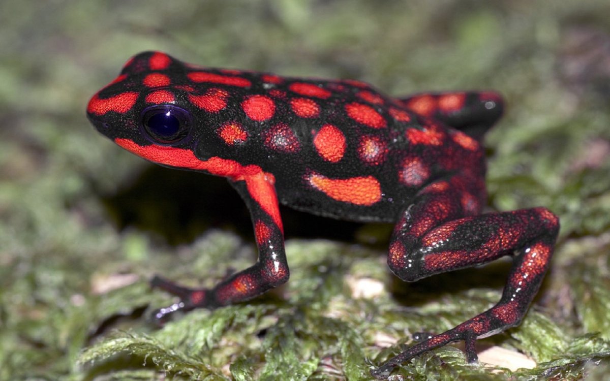 Красный древолаз лягушка
