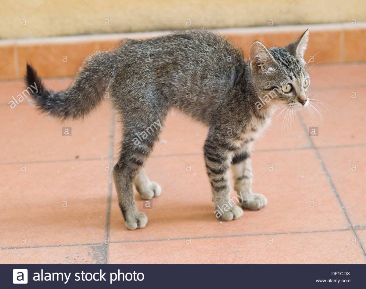 Кошка с загнутым хвостом