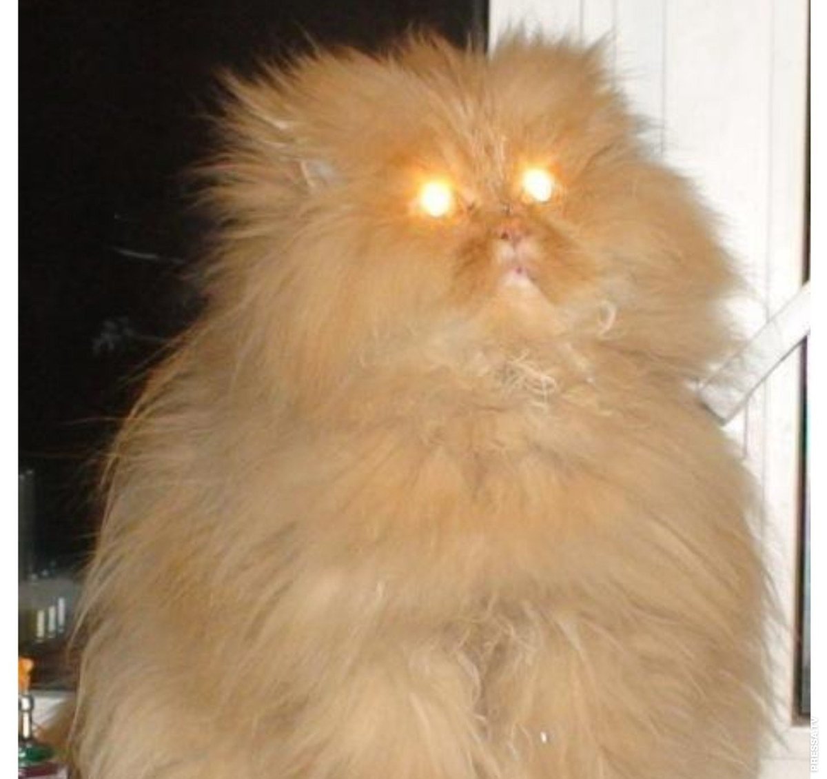 Смешные животные с надписями