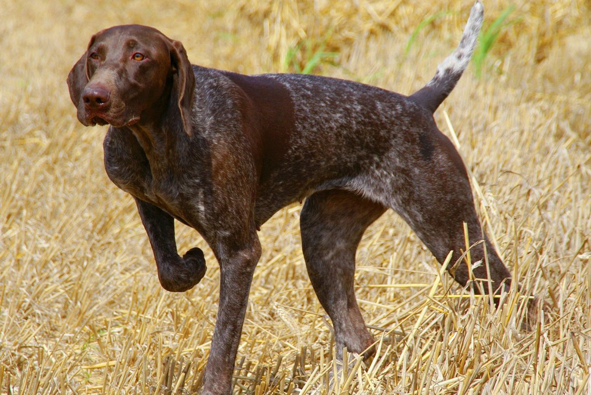 Легавая Курцхаар черный