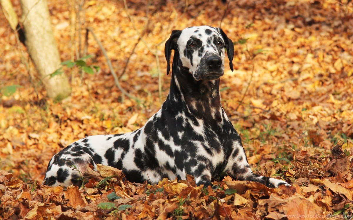 Собаки породы далматинец