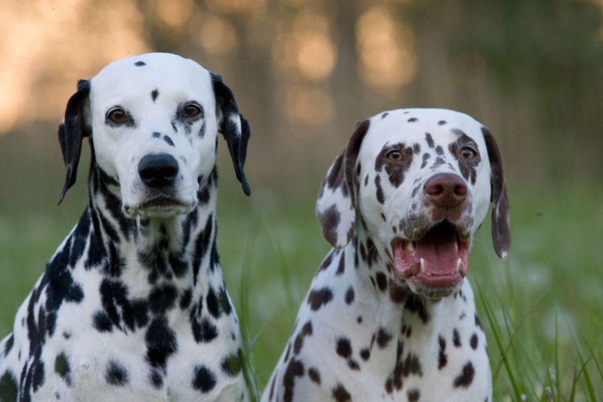 Далматин собака