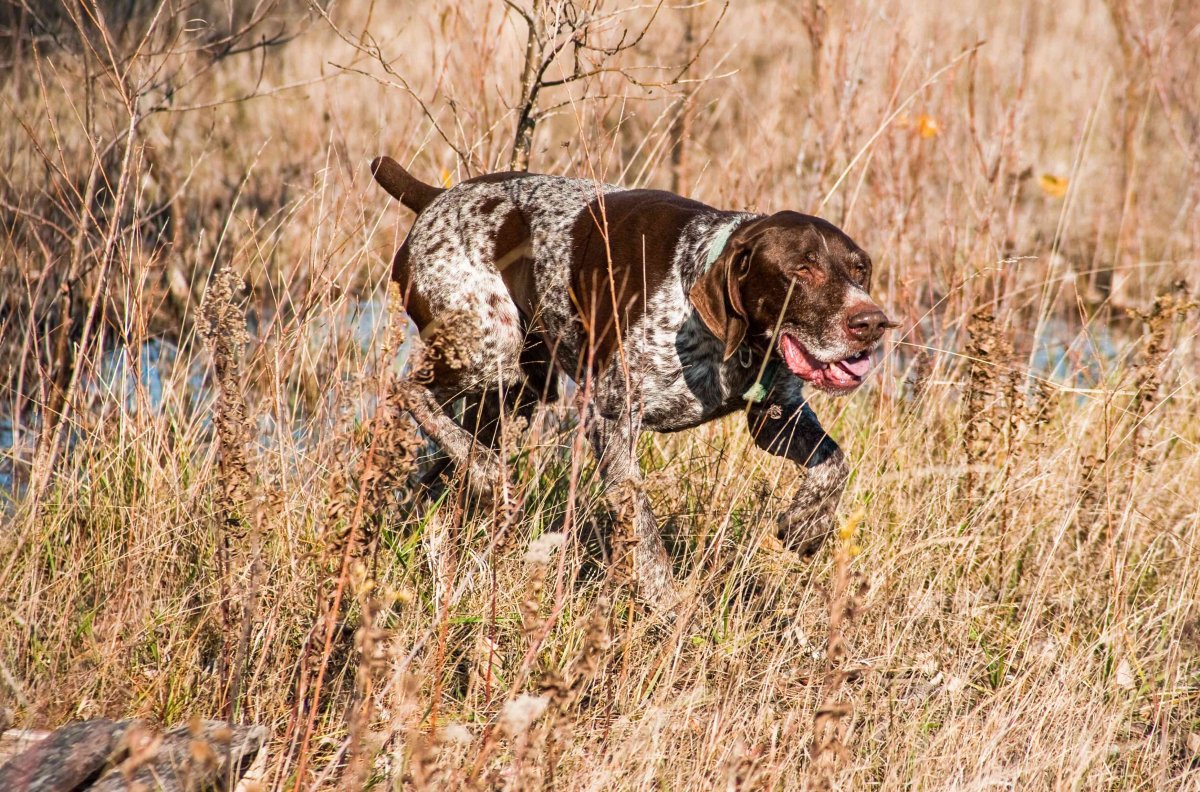 Гончая Курцхаар