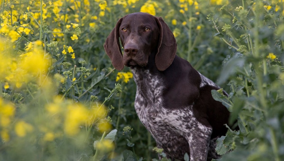 Немецкая легавая Курцхаар