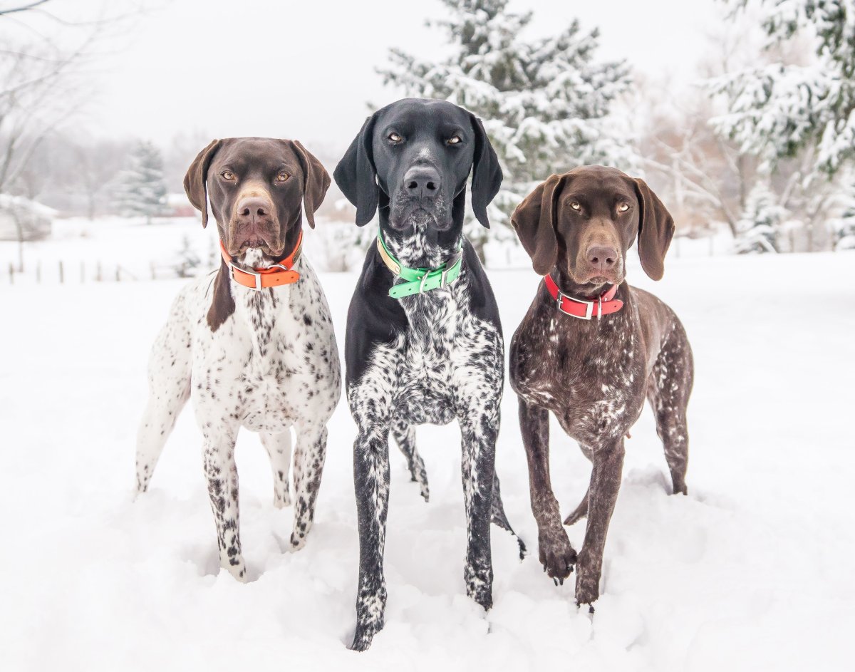 Сеттер Пойнтер Курцхаар