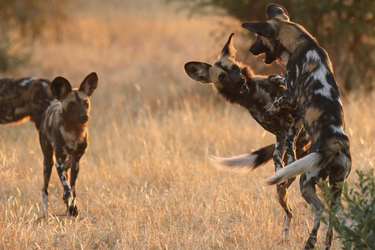 Гиеновидная гиена