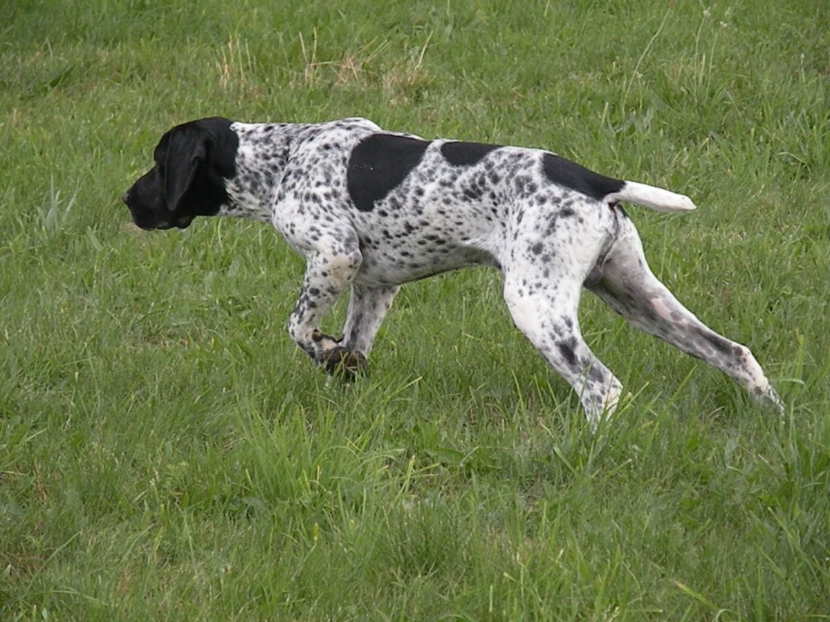 Овернский Пойнтер