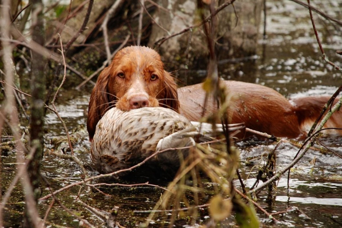 Английский кокер спаниель охотничий